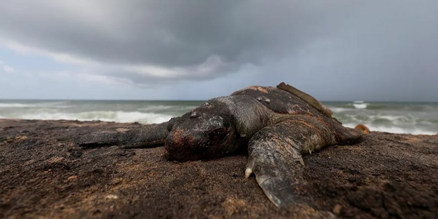 Sri Lanka'da yaşanan gemi faciasının ardından 176 kaplumbağanın cansız bedeni karaya vurdu