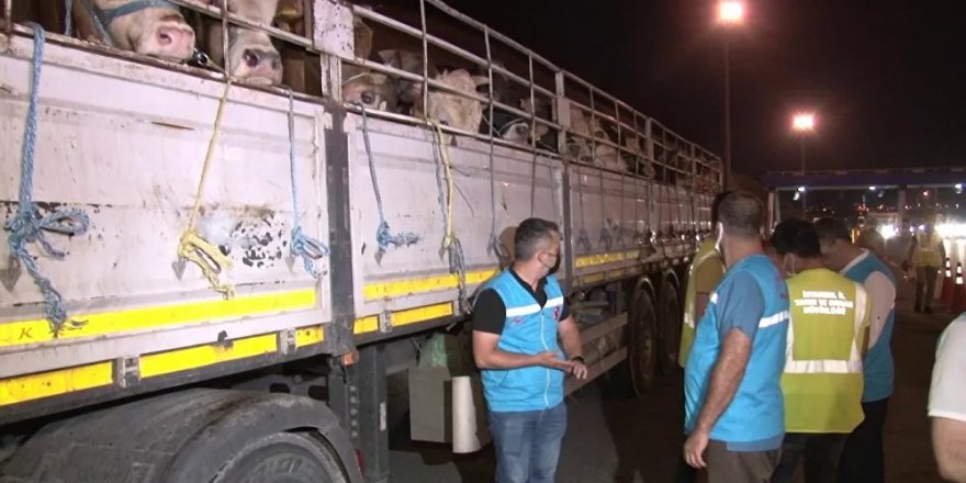 İstanbul'a kurbanlık hayvanların girişi başladı: Kaçak 60 TIR yakalandı