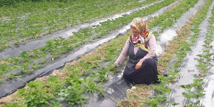 Samsun'da çilek rekoltesi artıyor