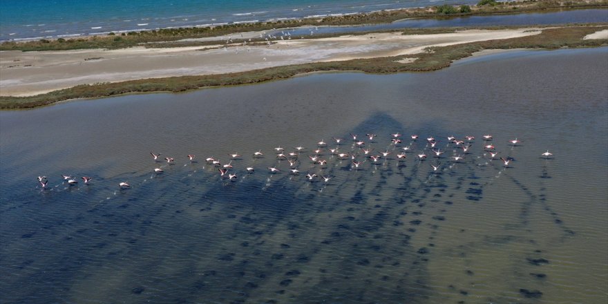 Büyük Menderes Deltası'nın misafirleri flamingolar