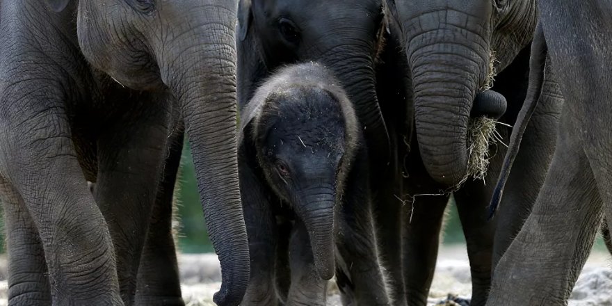 Dünyada ilk: İngiltere'deki hayvanat bahçesinden 13 fil uçakla Kenya'ya götürülecek
