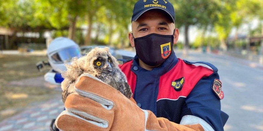 Akhisar'da jandarmanın bulduğu yaralı baykuş yavrusu tedavi edildi