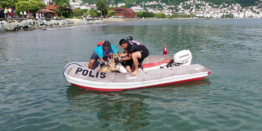 Bir köpek triatlon yarışmasında atletlerle denize açıldı, yorulunca kıyıya çıkarıldı