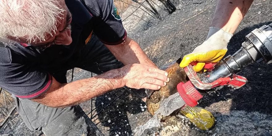 Malatya'da alevler arasında kalan kaplumbağayı itfaiye kurtardı