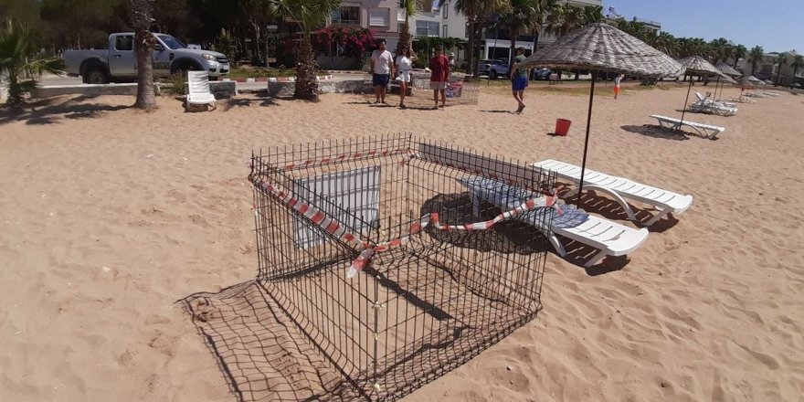 Deniz kaplumbağaları Didim plajlarına 2. kez yumurta bıraktı