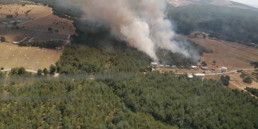 İzmir'in Bornova ilçesinde orman yangını çıktı
