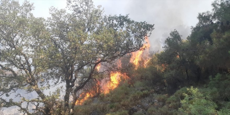 Muğla'da çıkan yangında 5 dönüm ormanlık alan zarar gördü