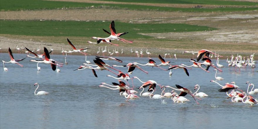 Pandemi flamingo nüfusunu artırdı, Tuz Gölü beslemek için yetmedi