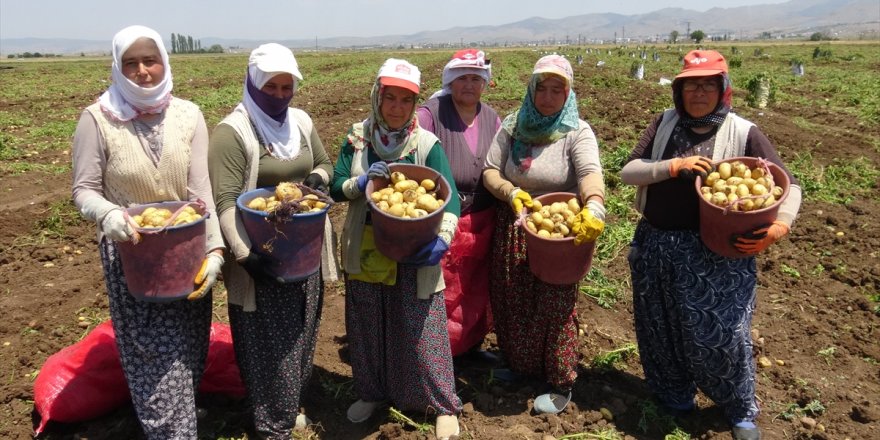 Afyonkarahisar'da yazlık patatesin hasadına başlandı