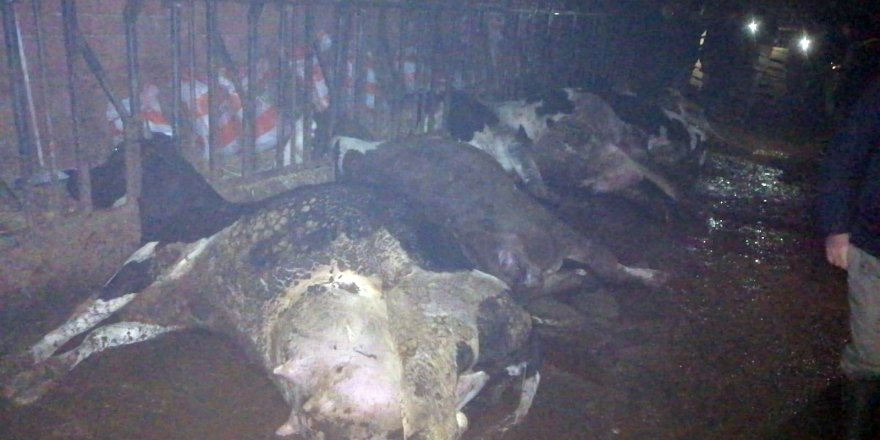 Çanakkale’de elektrik çarpan 8 inek telef oldu