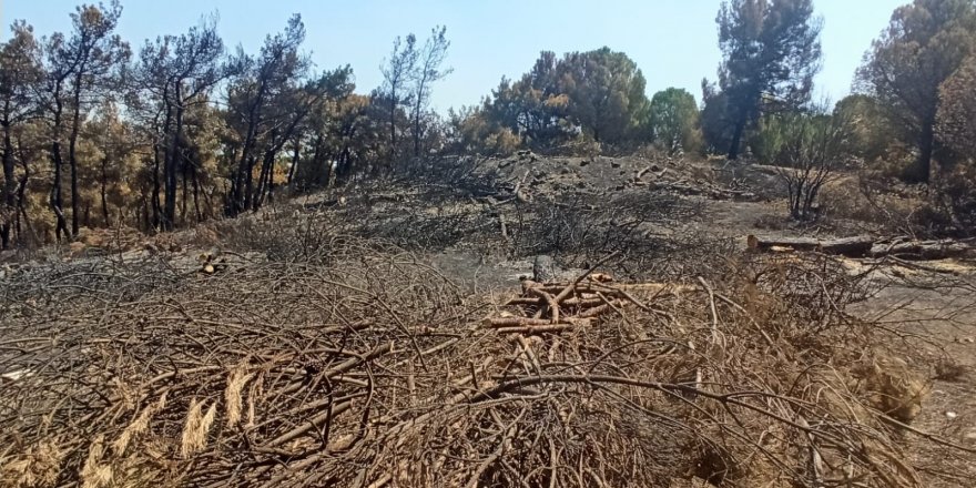 Foça’da yanan 73 hektarlık ormanlık alan yeniden yeşilendirilecek