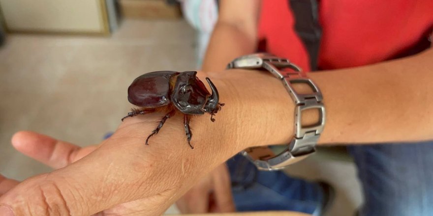 Boynuzlu gergedan böceğine gözü gibi bakıyor