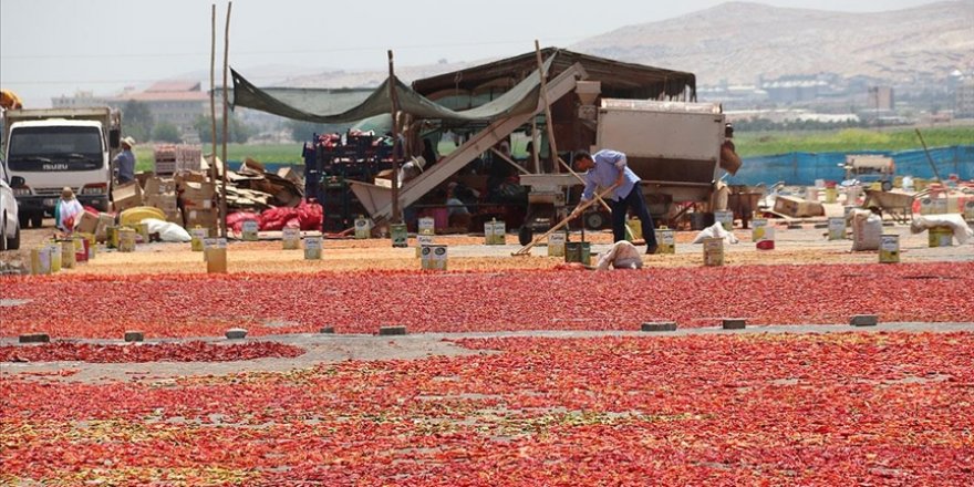 Şanlıurfa'da uzun ve meşakkatli isot mesaisi başladı