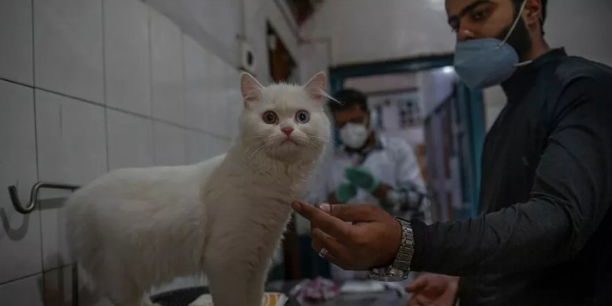 ABD'de kedileri aç bırakıp işkence eden kişiye hapis cezası
