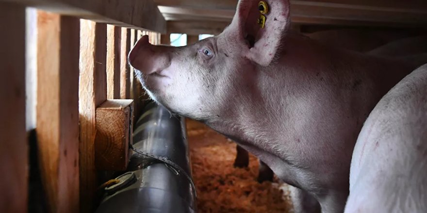 Brezilya’da yemek taşıyan kurye domuz saldırısına uğradı