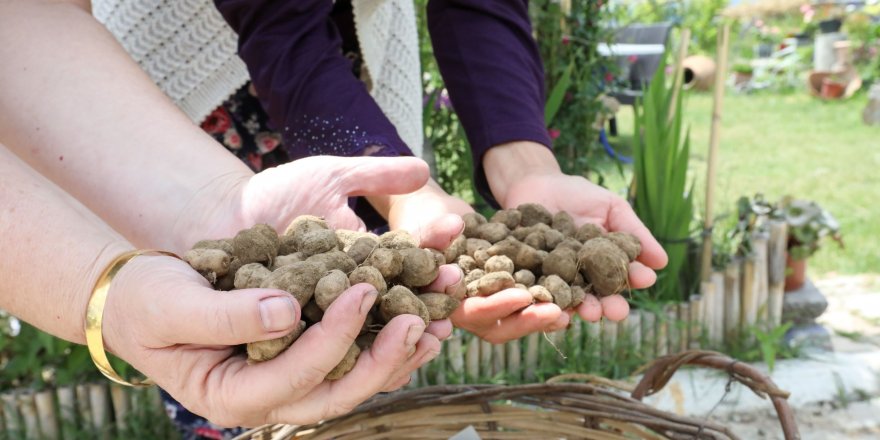 Kilogramı 750 TL’yi bulan salep Buca’da üretilecek