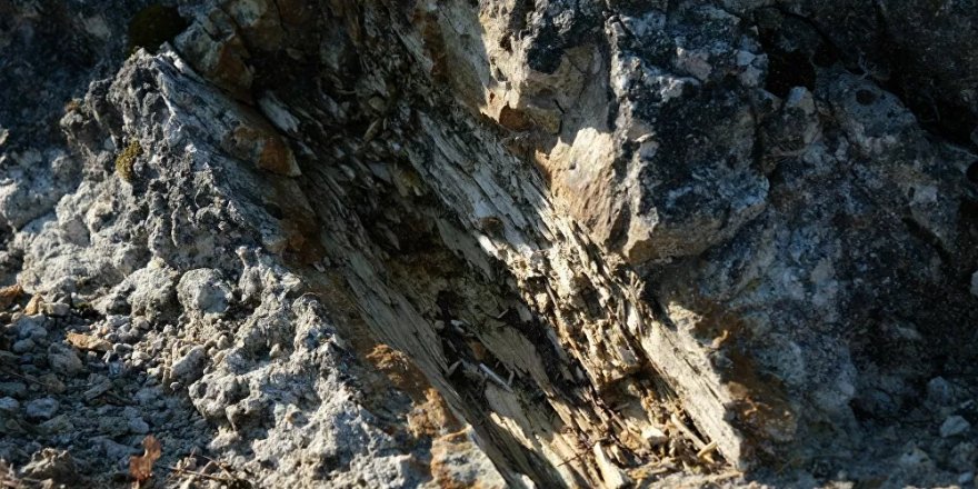 Türkiye'nin 'fosil ağaç ormanı’ yok olmanın eşiğinde: ‘Doğal sit alanı ilan edilmesi gerekiyor’