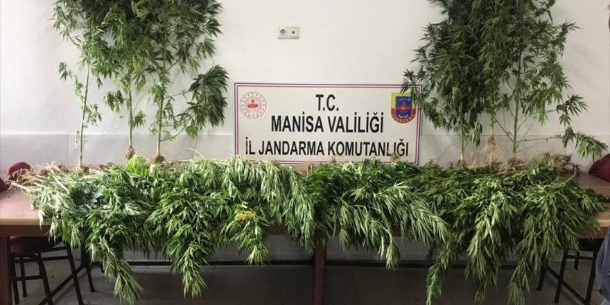 Manisa'da 287 kök Hint keneviri ele geçirildi