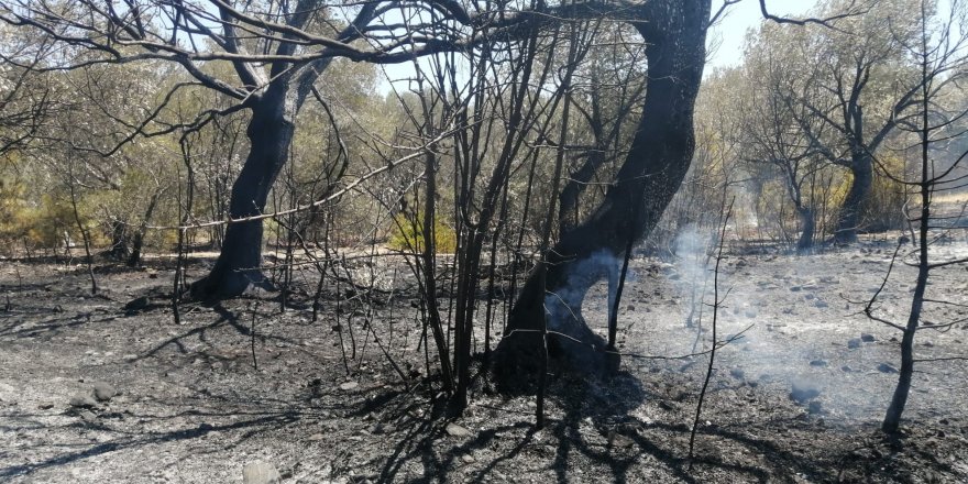 Datça'da çıkan yangında 10 dönüm zirai alan zarar gördü