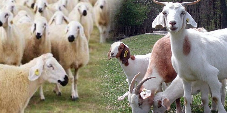 İzmir Damızlık Koyun Keçi Yetiştiriciliği Birliği Genel Kurulu yapıldı