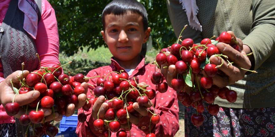 Yayla kirazı Manisalı üreticileri sevindirdi