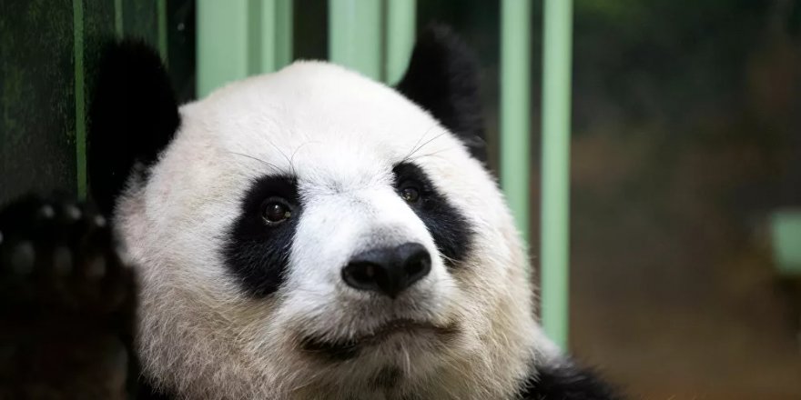 Fransa'da ikinci kez dev panda doğumu gerçekleşti
