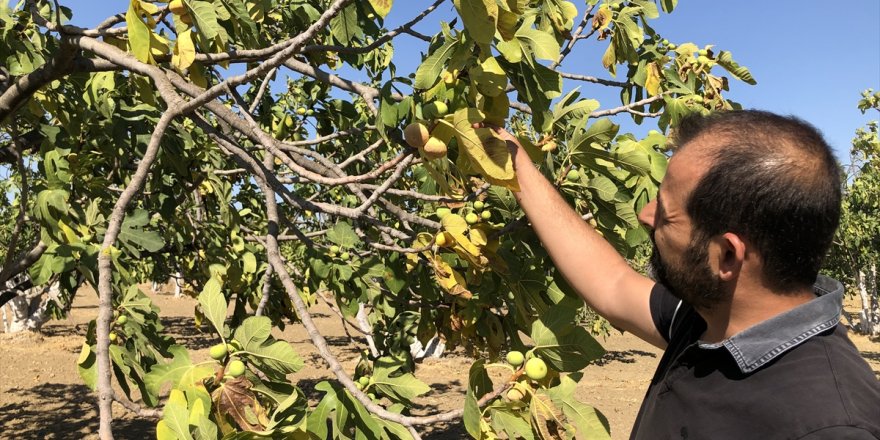 Aydın'da incir üreticileri geçen yıla göre rekoltede yüzde 30 düşüş bekliyor