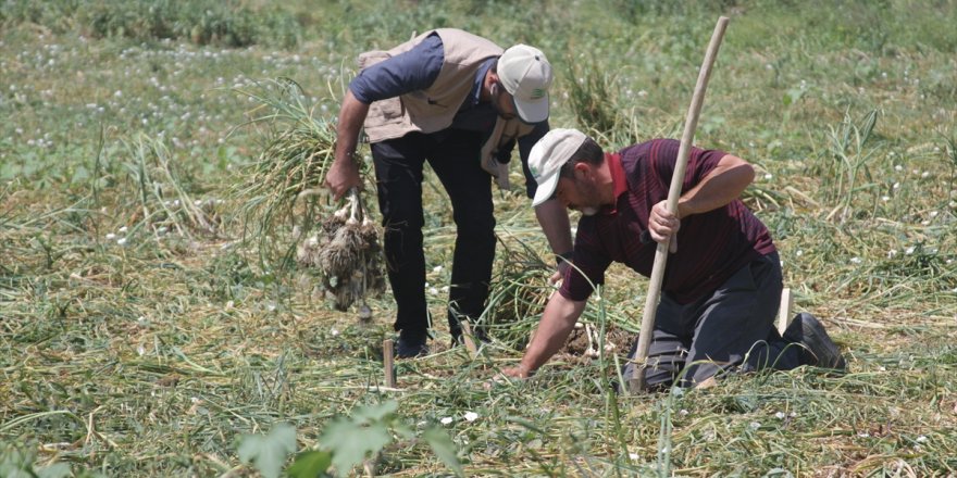 GÜBRETAŞ'ın model üretim alanları projesinde ilk hasat Taşköprü sarımsağında gerçekleştirildi