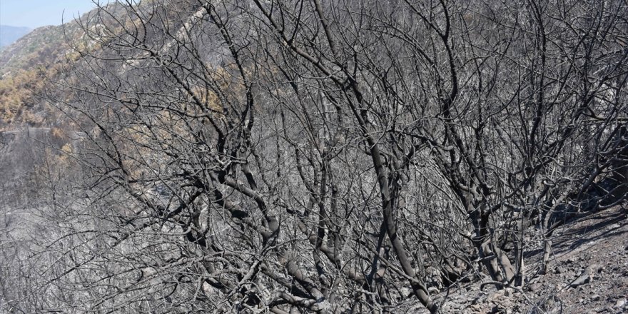 Marmaris'te yanan ormanlık alanların görüntüleri yaşanan tehlikenin büyüklüğünü gösteriyor