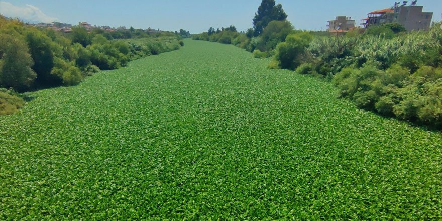 Hatay'da su sümbülleri Asi Nehri'ni istila etti