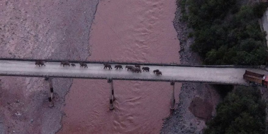 Çin'de, vahşi fillerin ilerlediği güzergahta 150 binden fazla kişi tahliye edildi