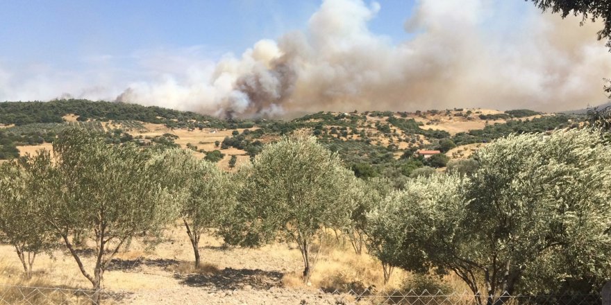 İzmir'de orman yangını