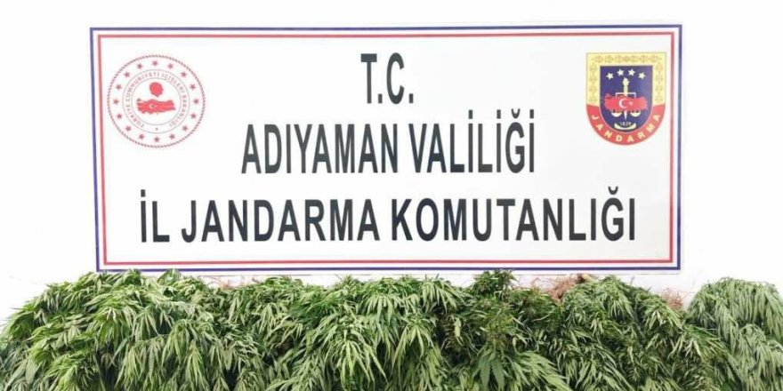 Adıyaman’da kenevir bitkisi ele geçirildi