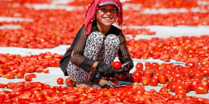 Aşırı sıcaklar Ege ovalarındaki "kırmızı mesai"yi erken bitirdi