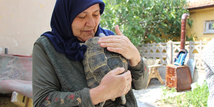 Kaplumbağa terbiyecisi Zekiye teyze