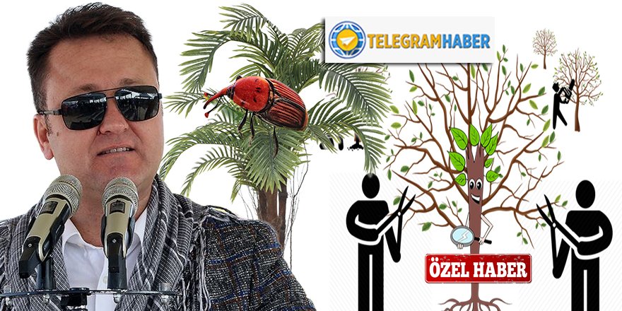 Serdar Aksoy, kırmızı palmiye böceklerini 'pazarlık' usulü 294 Bin TL'lik ihale ile ilaçlattığını unutmuş olabilir mi?
