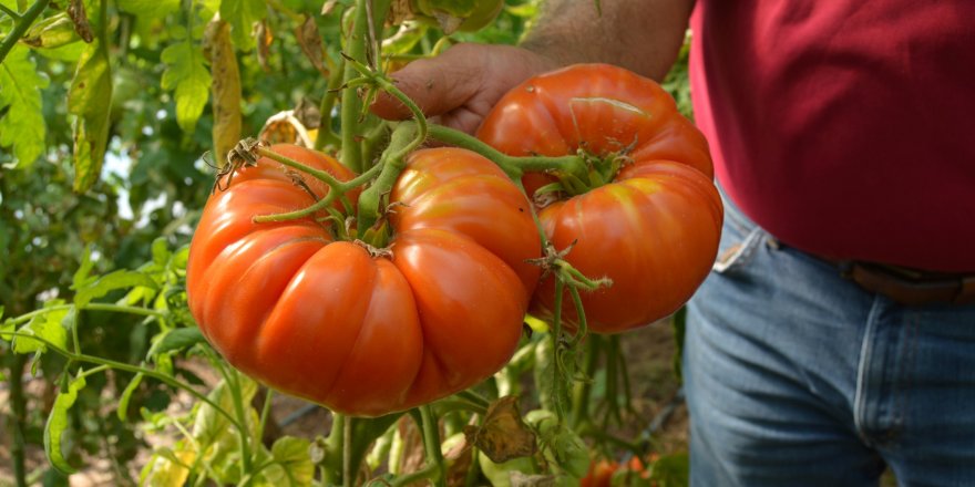 Tanesi ortalama 1 kilo geliyor, bu domatesler ağırlıklarıyla dikkat çekiyor