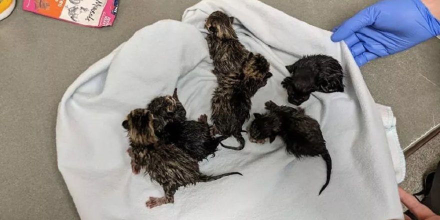 ABD'de bomba ihbarı yapılan 'şüpheli çantadan' bir kedi ve yeni doğan 6 yavrusu çıktı