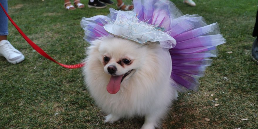 Denizli Pati Festivali'nde köpekler sokak hayvanları için yarıştı