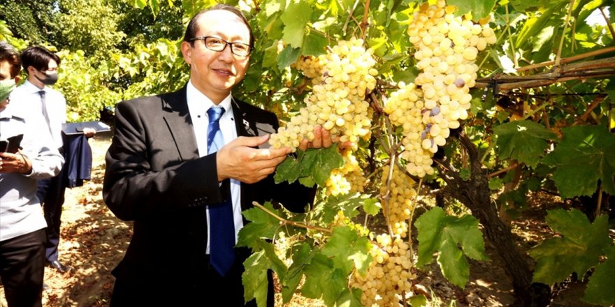 Japonya'nın İstanbul Başkonsolosu Nishimaki, Sarıgöl'de üzüm bağlarını inceledi