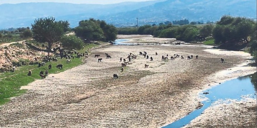 Kuruyan Menderes’te artık koyunlar otluyor