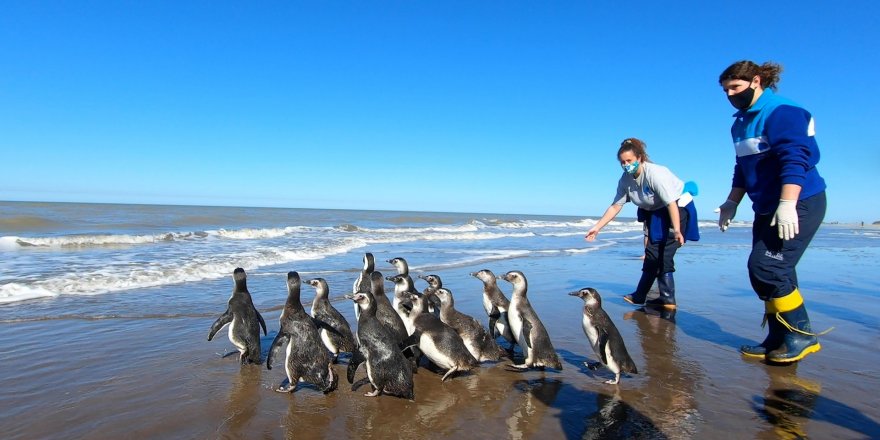 Arjantin’de iyileştirilen 14 penguen okyanusa bırakıldı