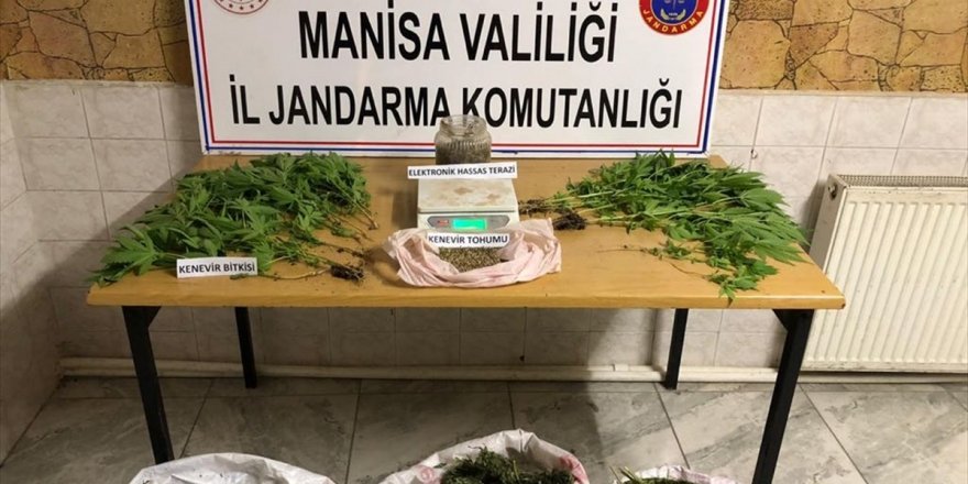 Manisa'da arazisinde uyuşturucu yetiştirdiği öne sürülen şüpheli gözaltına alındı