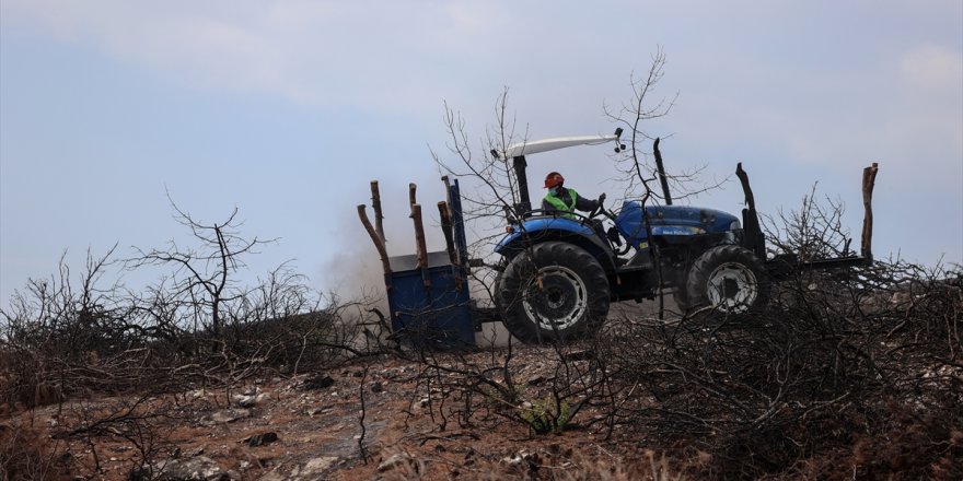 İzmir ve Manisa'da yanan ormanlar 1,5 milyon fidanla yeniden yeşerecek