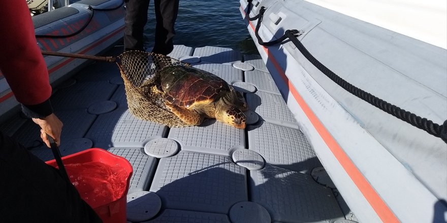 İzmir'de yaralı halde caretta caretta tedaviye alındı