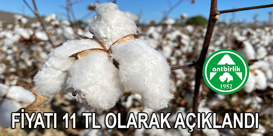 ANTBİRLİK pamuğun fiyatını 11 TL olarak açıkladı