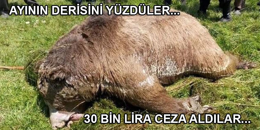 Ayının derisini yüzdüler: 30 bin lira ceza aldılar