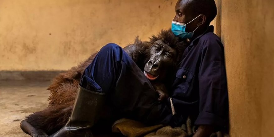 Selfie yıldızı goril hayatını kaybetti: Bakıcısının kollarında can verdi