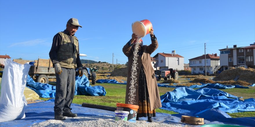 Manisa'nın yüksek bölgelerinde üretilen kuru fasulyede hasat dönemi başladı