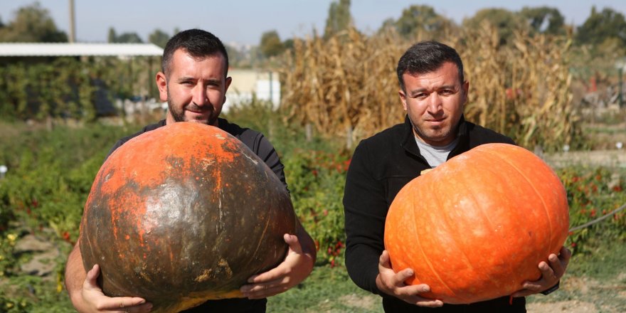 Kent Bostanları’nda kabakların görsel şöleni